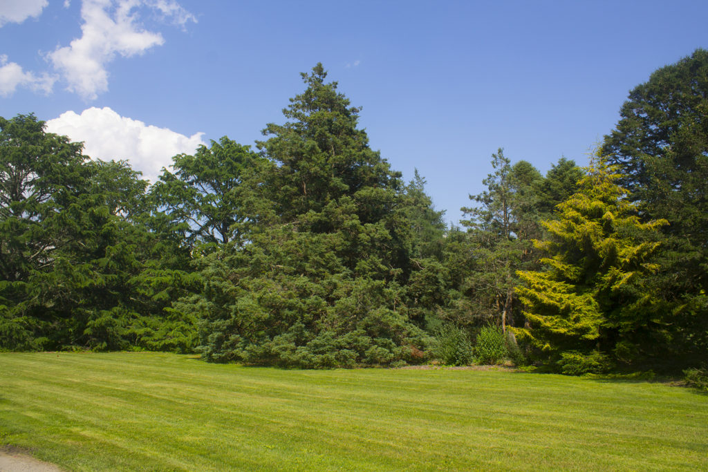 Photograph of New Pinetum by Courtney Pure