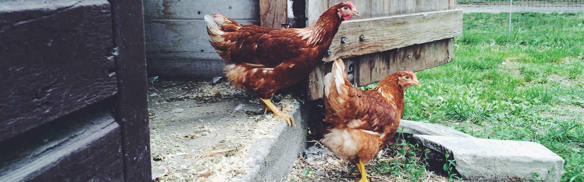 Photograph of Rhode Island Red/White Rock Cross Chickens. Photograph by C. Pure