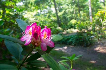 Royce Rhododendron Garden Thumbnail