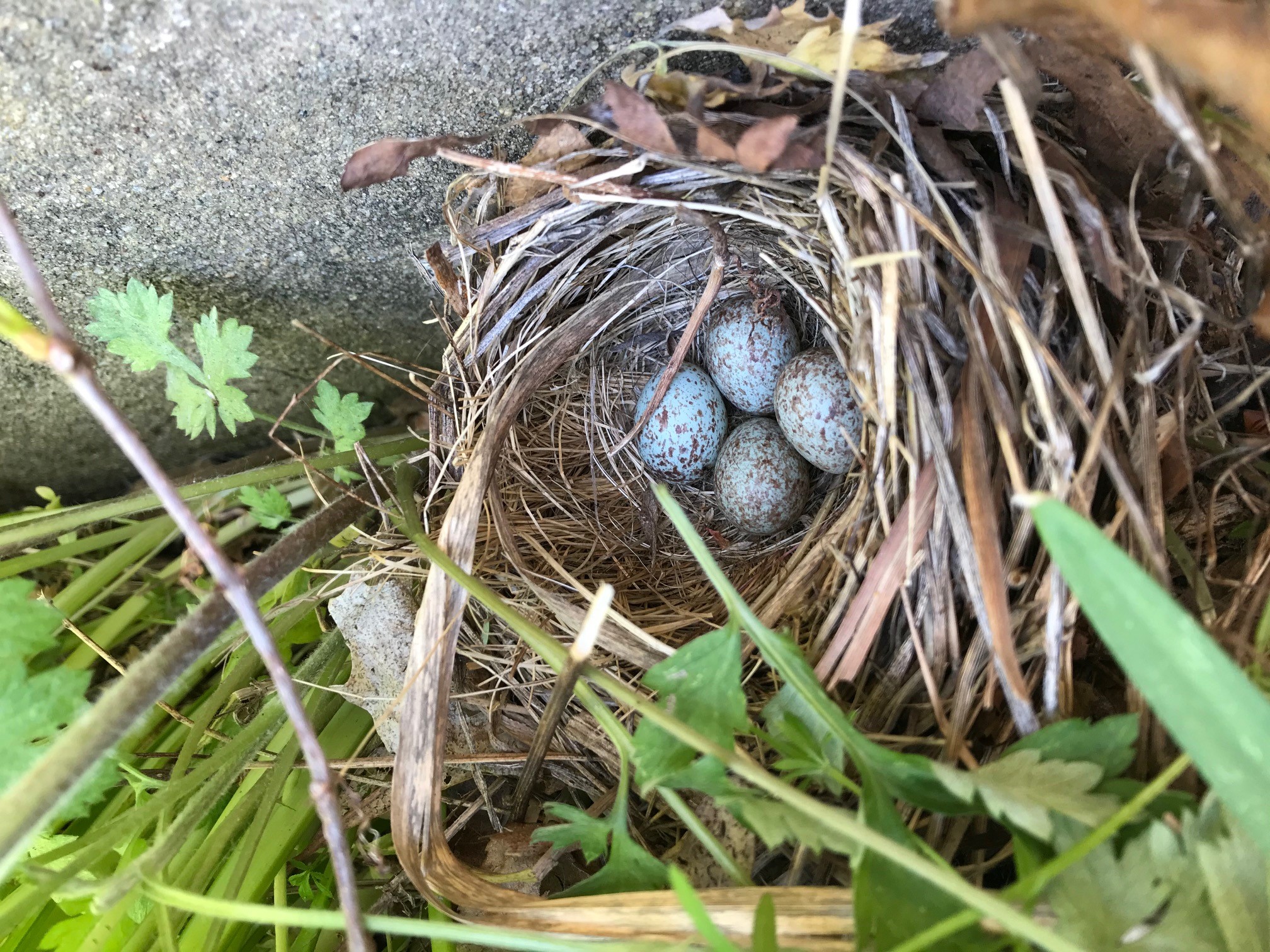 Ground nest