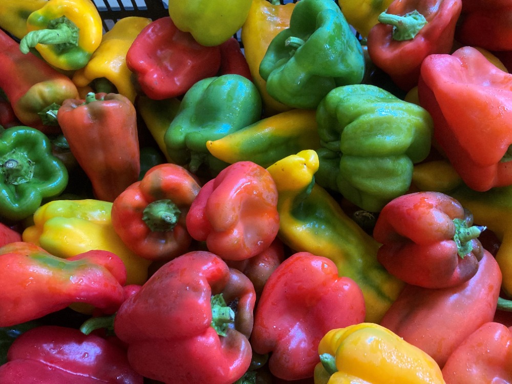 CSA Farm 2022 – close up of peppers