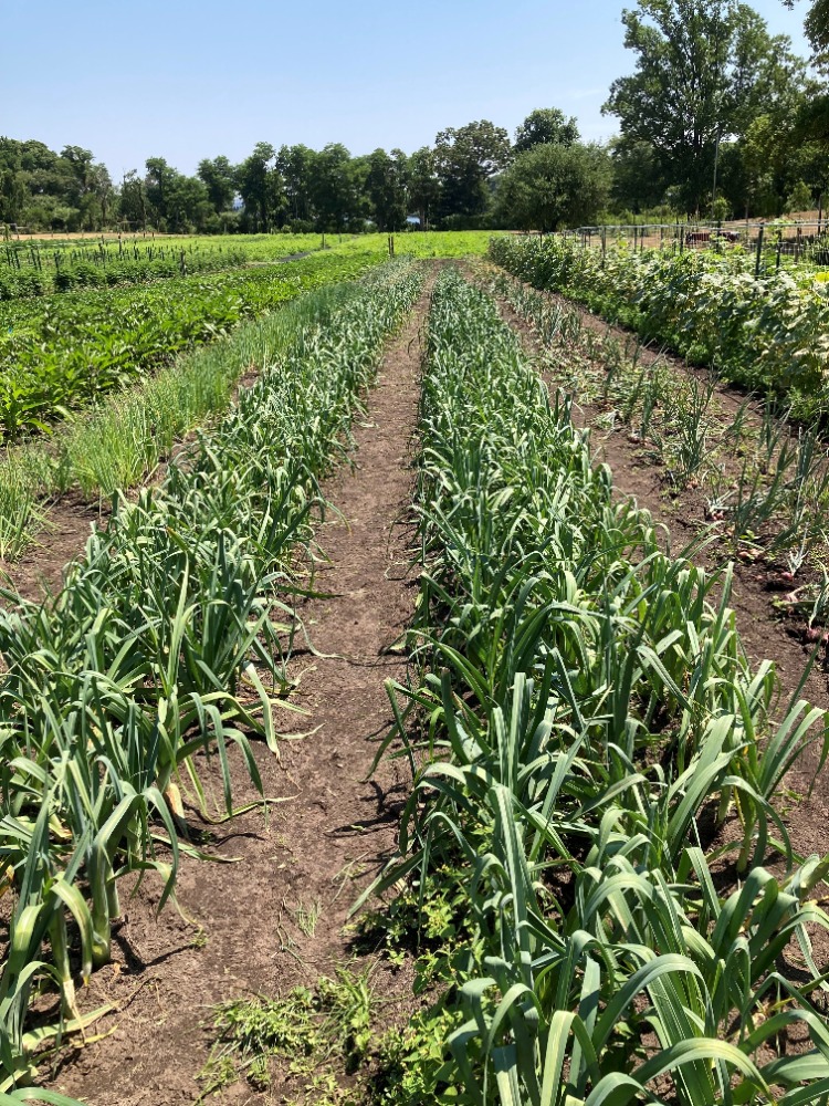 CSA Farm 2022 – garlic in the field