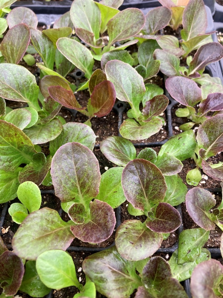 CSA Farm 2022 – lettuce sprouts