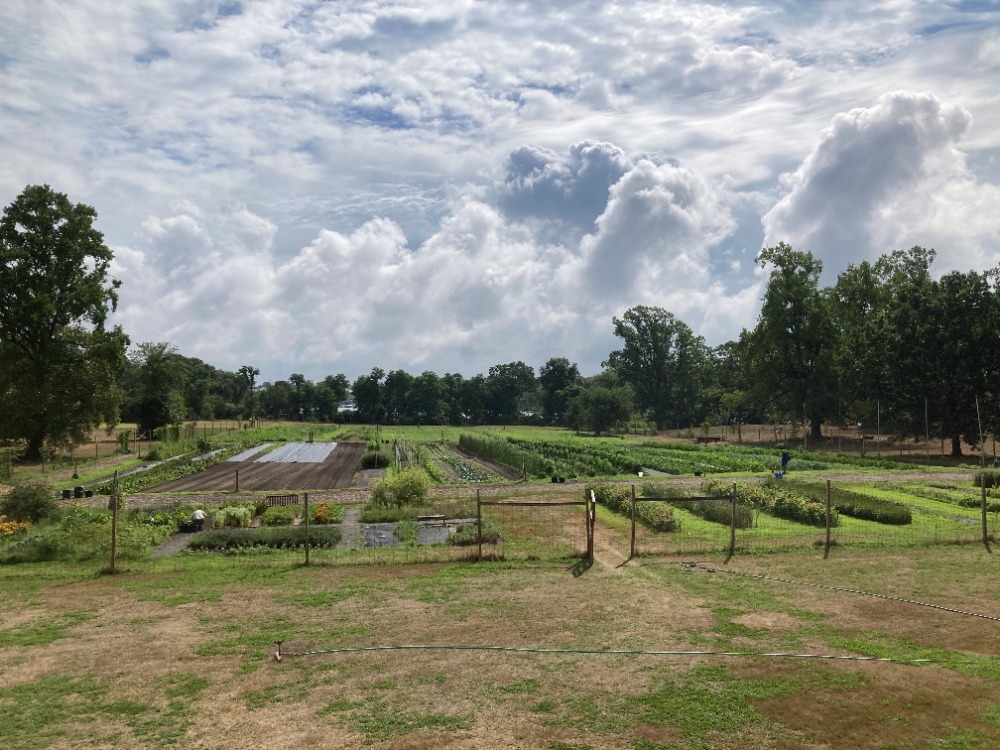 CSA Farm 2022 – overview of the field