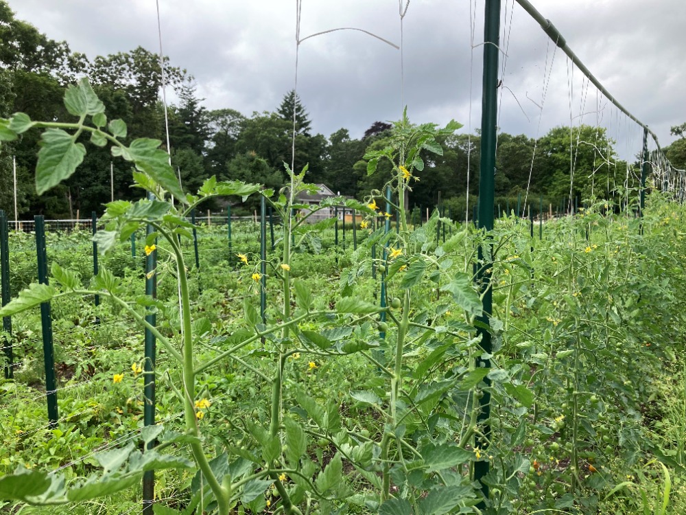 CSA Farm 2022 – peas in the field