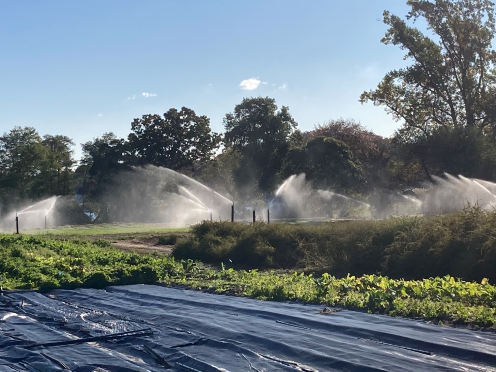 CSA Farm 2022 – photo of the fields being watered with the overhead sprinklers