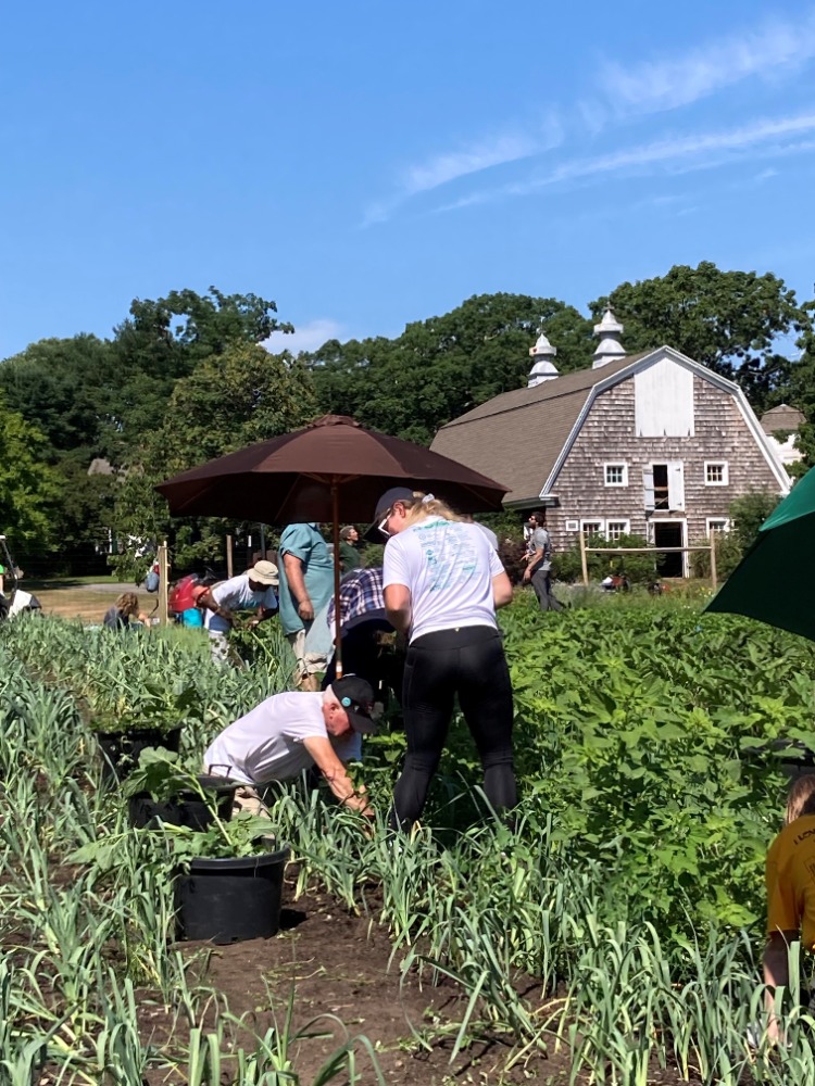 CSA Farm 2022 – volunteer planting garlic