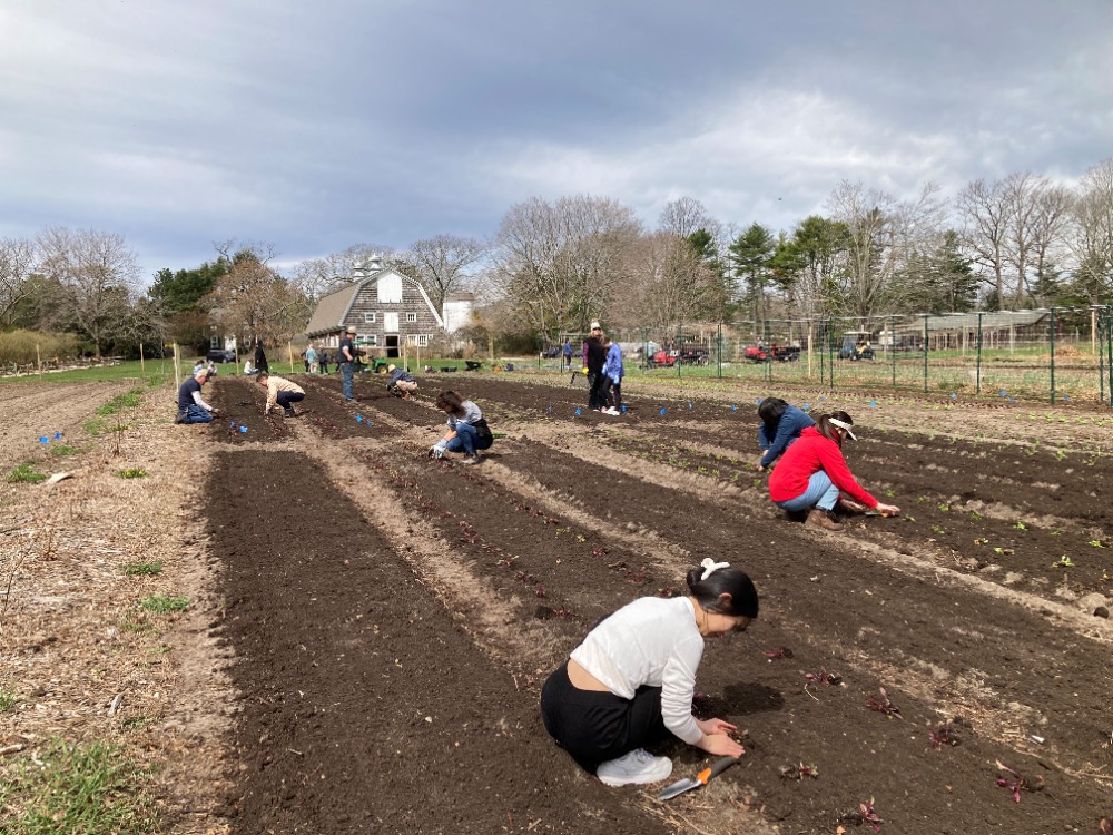 CSA Farm 2022 – volunteer planting