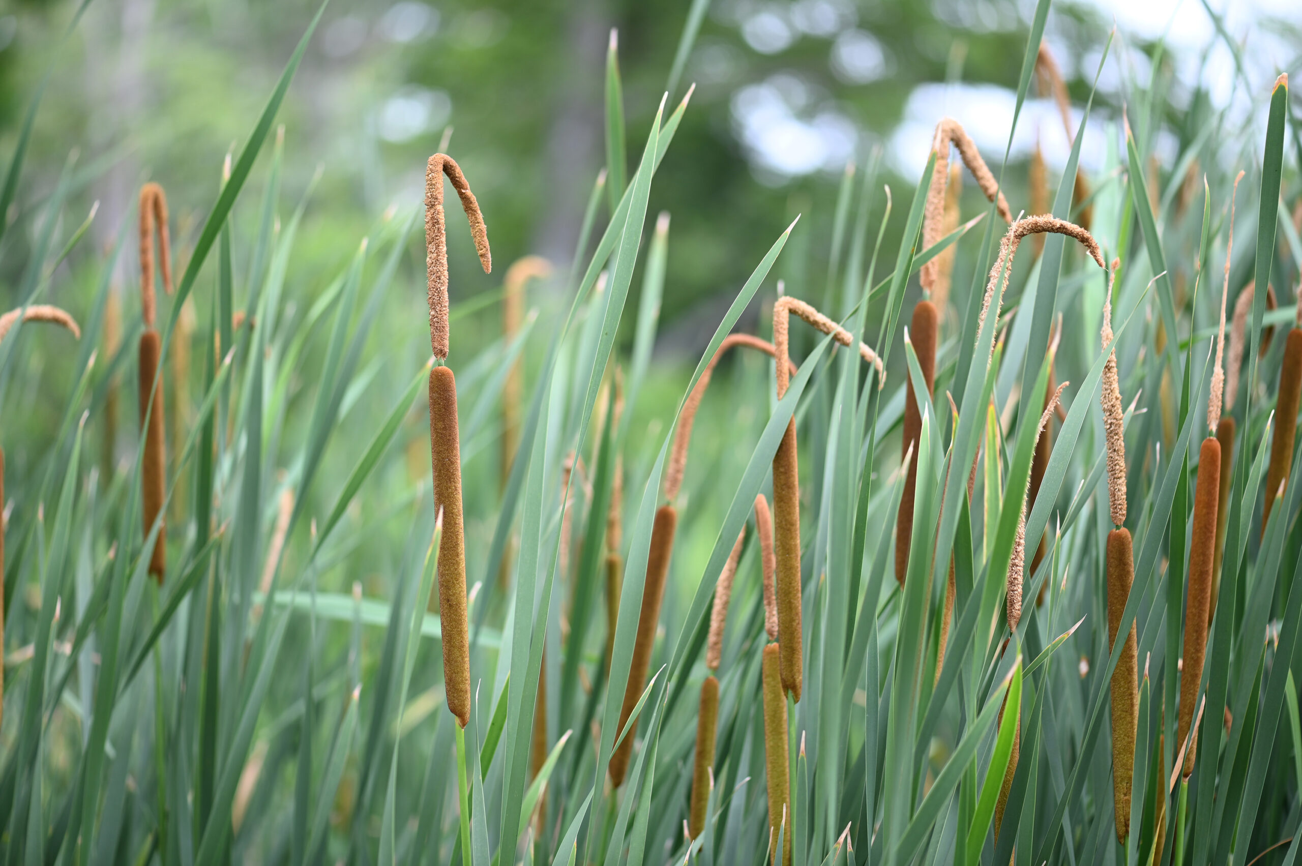 Photograph of Typha latifolia by Heather