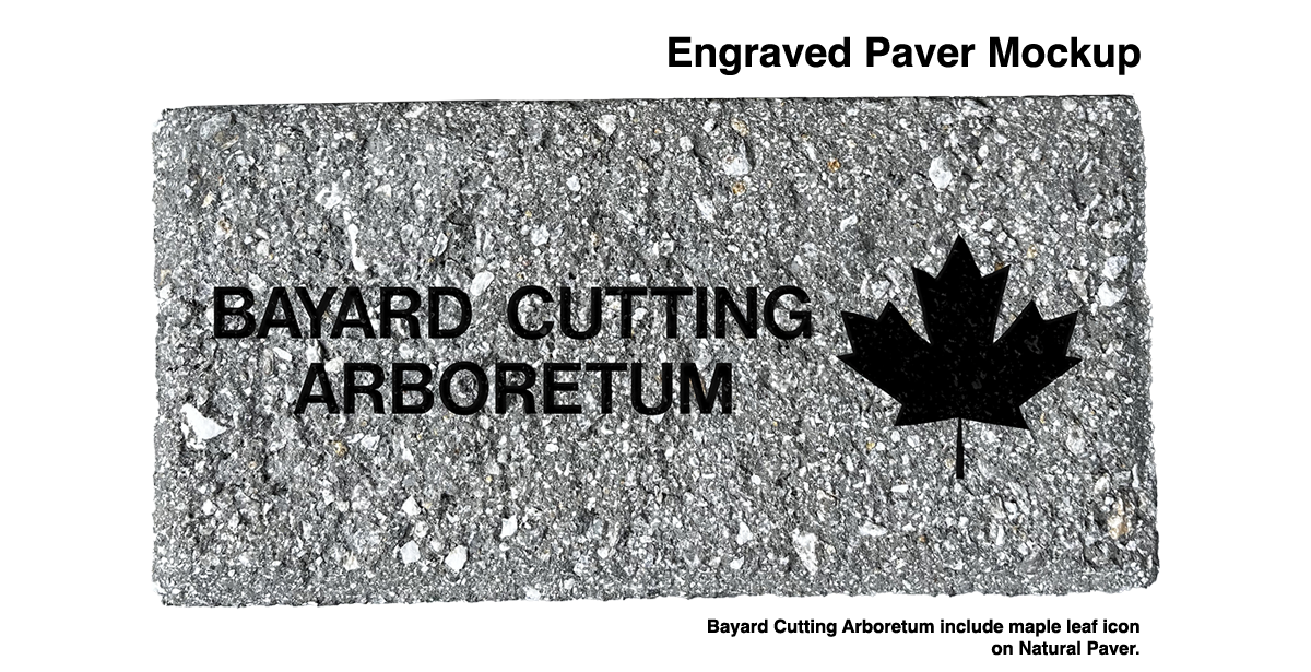 A mockup engraved pavers stone for the upcoming construction of the Bayard Cutting Arboretum Visitor Center. The mockup has the words Bayard Cutting Arboretum and a black silhouette of a maple leaf.