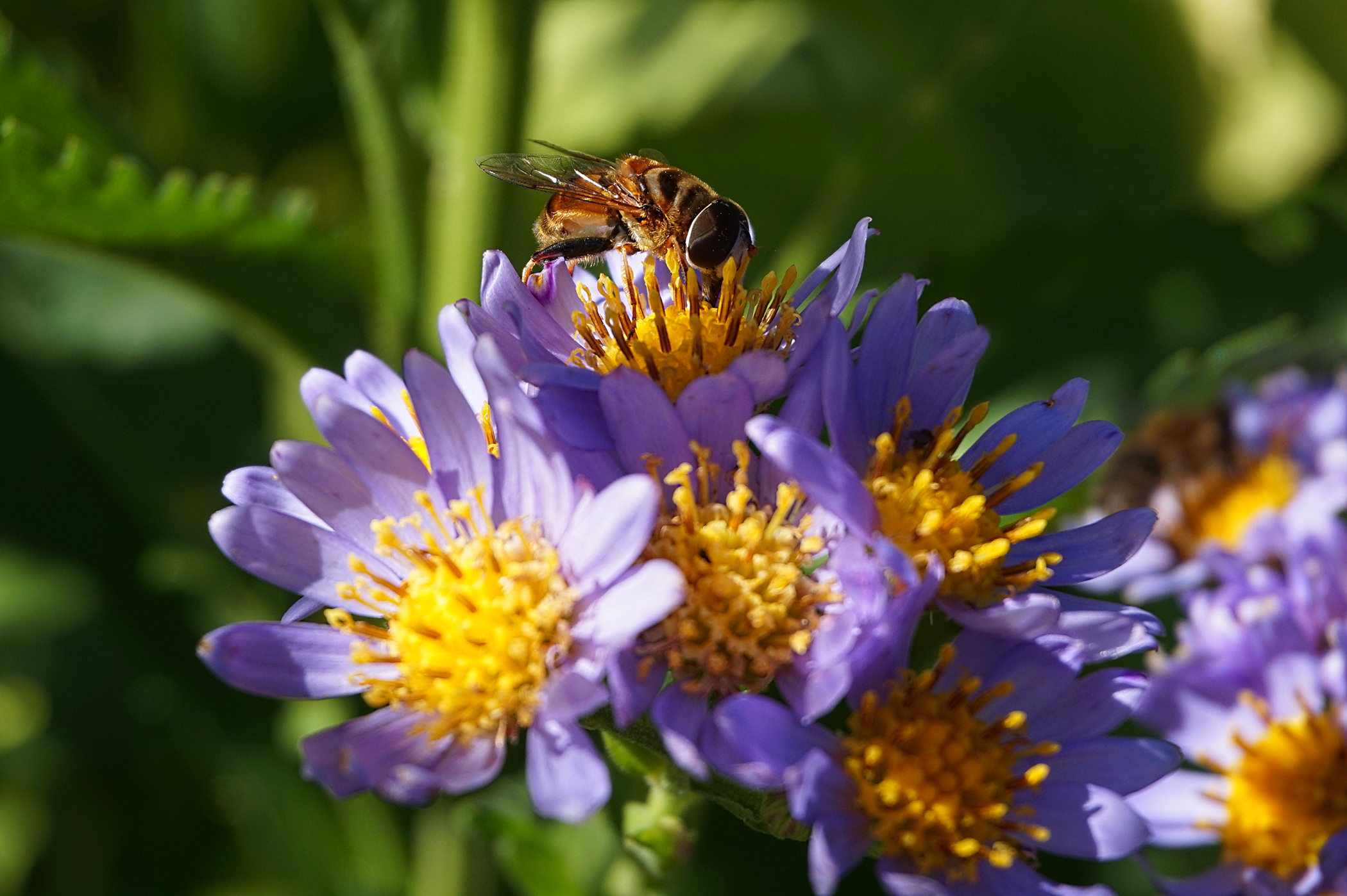Photograph by Heather Coste of an Aster tataricus 'Jindai' and hoverfly.