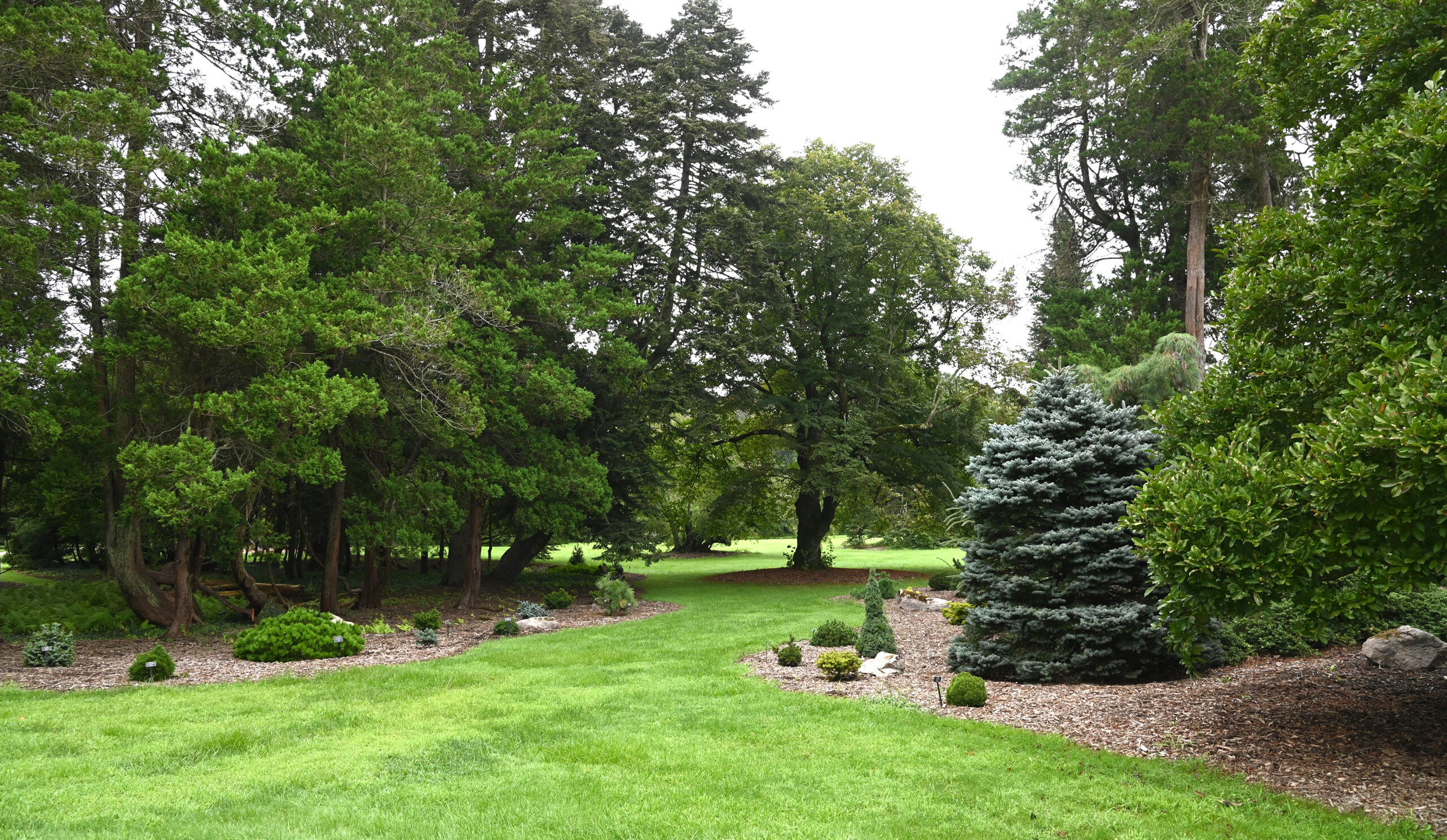 Photograph of the ACS garden in the summer. Lush green grass surrounded by short and tall conifers.