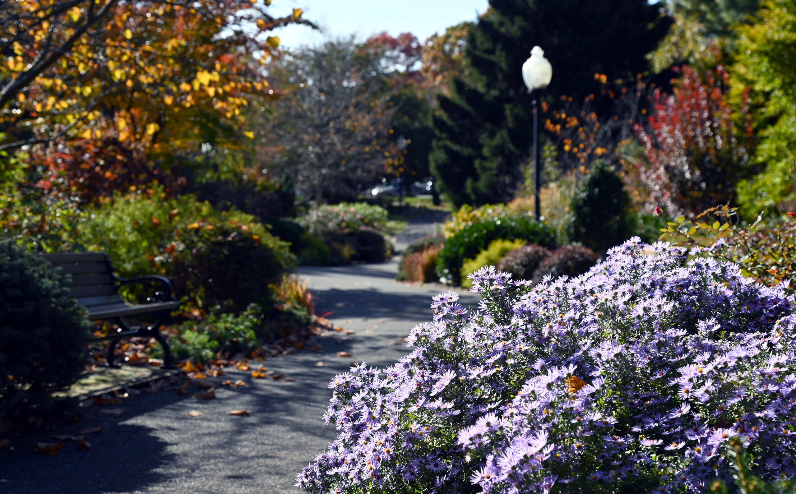 Photograph of the Four Seasons garden pathway with Asters in the foreground