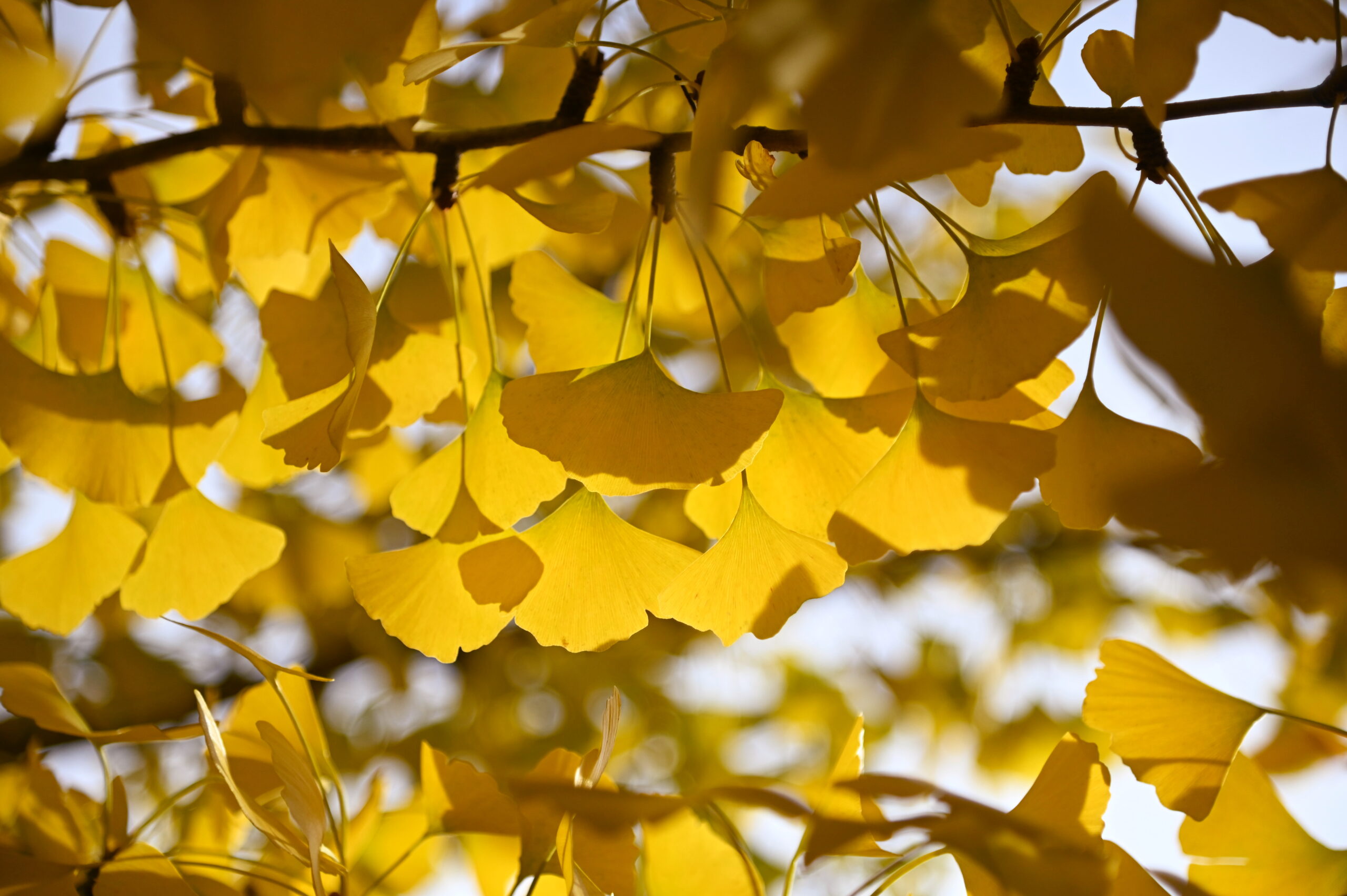Oasis Day Retreat Fall